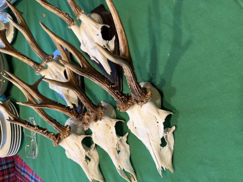 Jagdtrophäen Rehwild aus 2026 – Bild 2