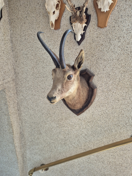 Jagdtrophäen, Präparate, Rehbock, Fuchs, Waschbär, Gams, Muffel, Buschbock, – obrázek 2