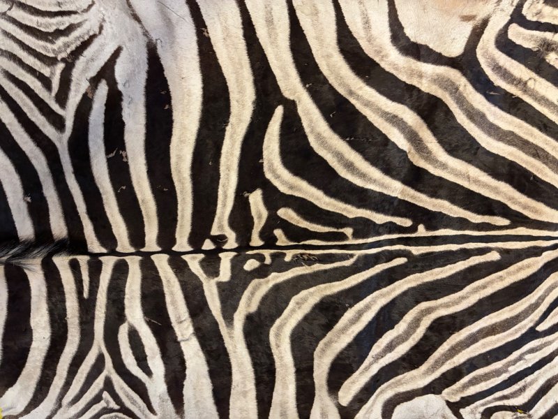 Großes echtes Zebra-Fell mit Kopf, Beinen & Schwanz - altes Erbstück – Bild 2