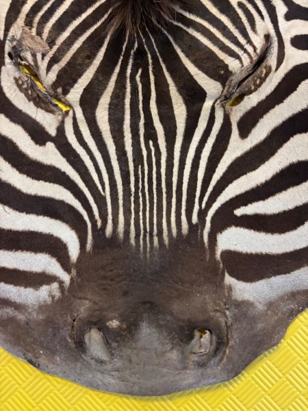 Großes echtes Zebra-Fell mit Kopf, Beinen & Schwanz - altes Erbstück – Bild 3