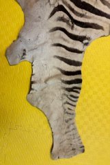 Großes echtes Zebra-Fell mit Kopf, Beinen & Schwanz - altes Erbstück – Bild 4