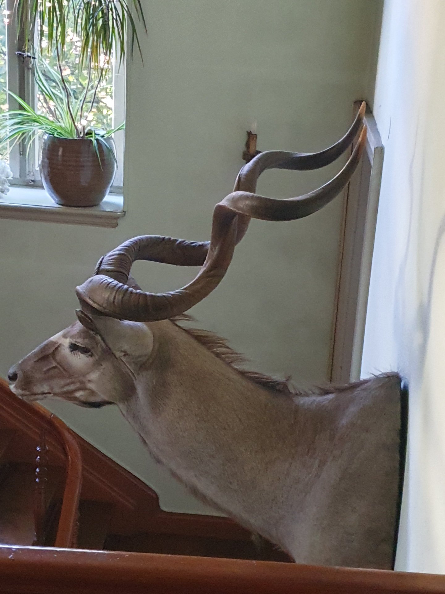 Kudu – Bild 3