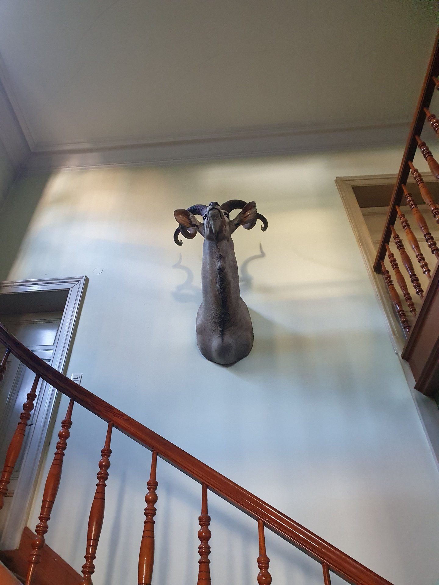 Kudu – Bild 1