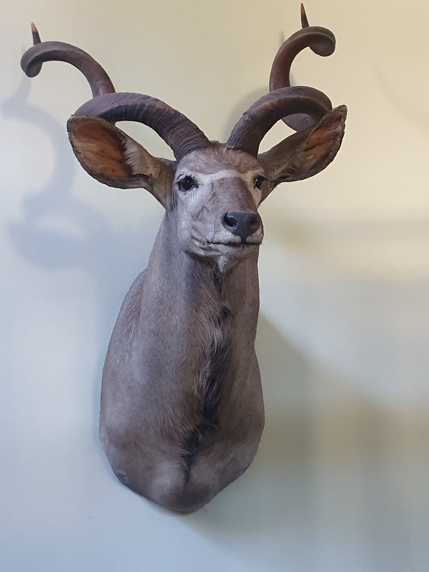Kudu – Bild 2