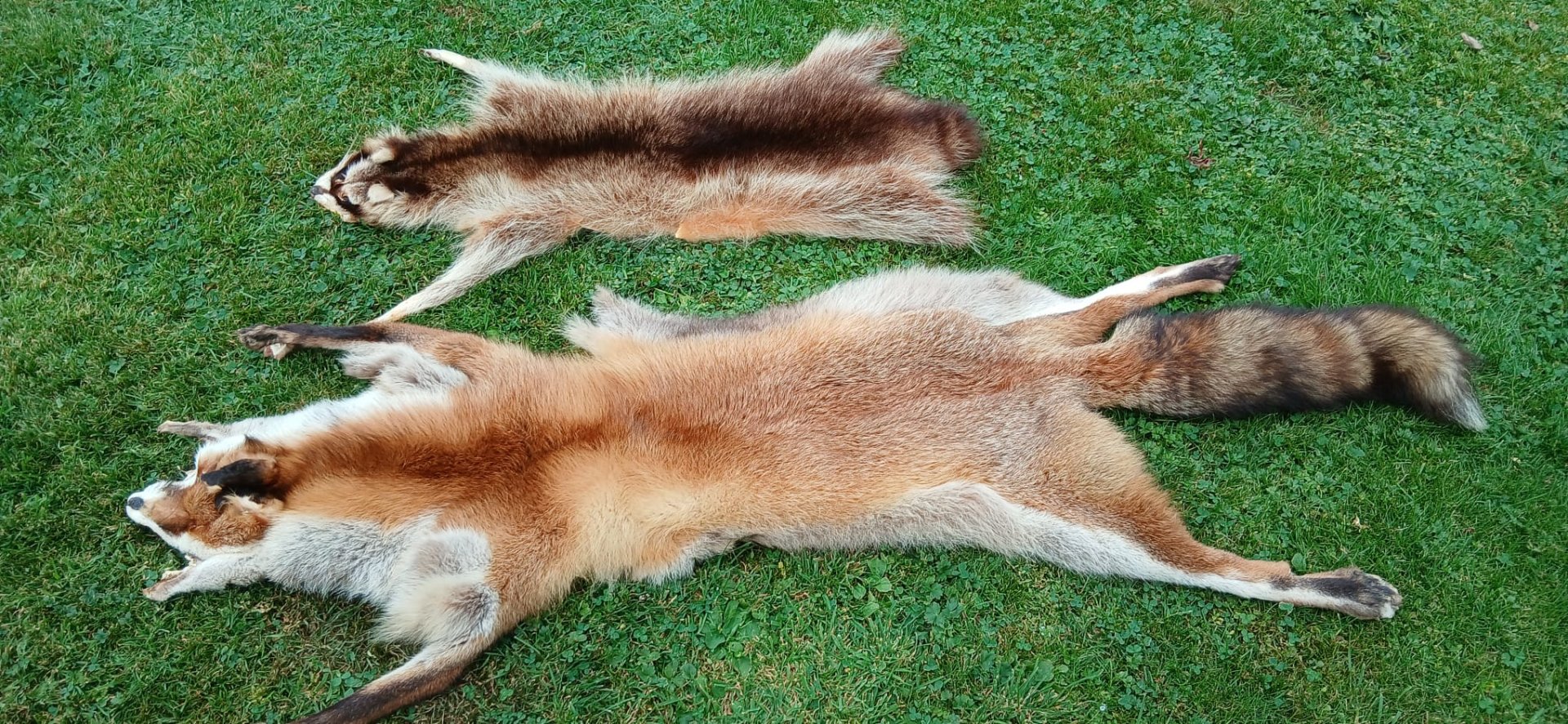 Fuchsbalg,Waschbärbalg – Bild 1