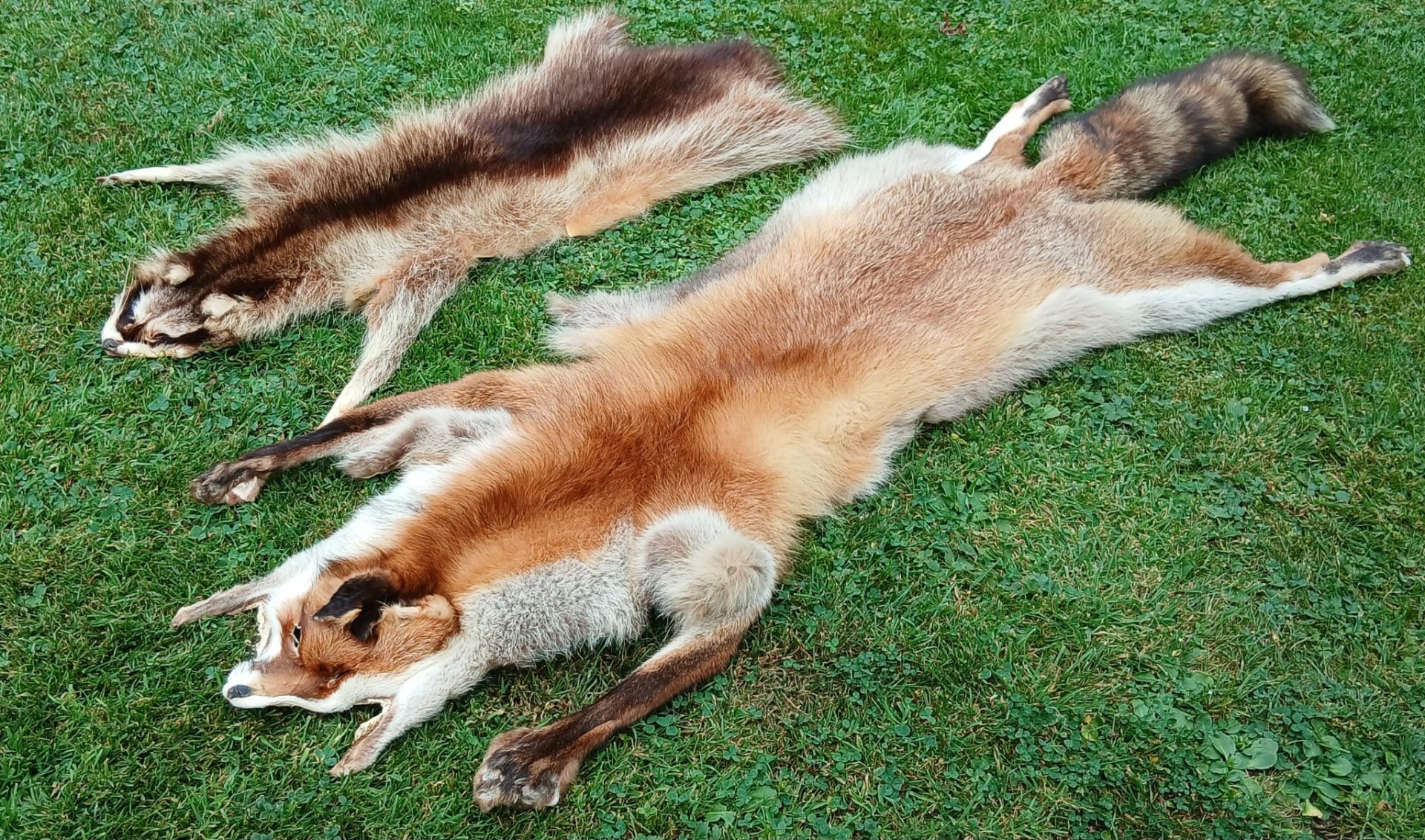 Fuchsbalg,Waschbärbalg – Bild 2