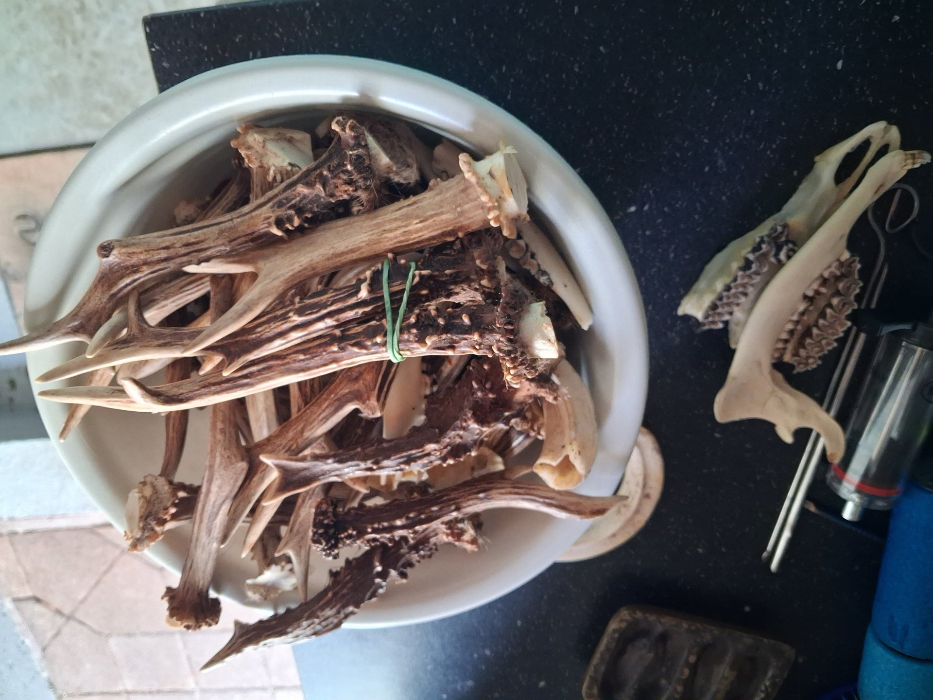 Rehbockgehörne – Bild 2
