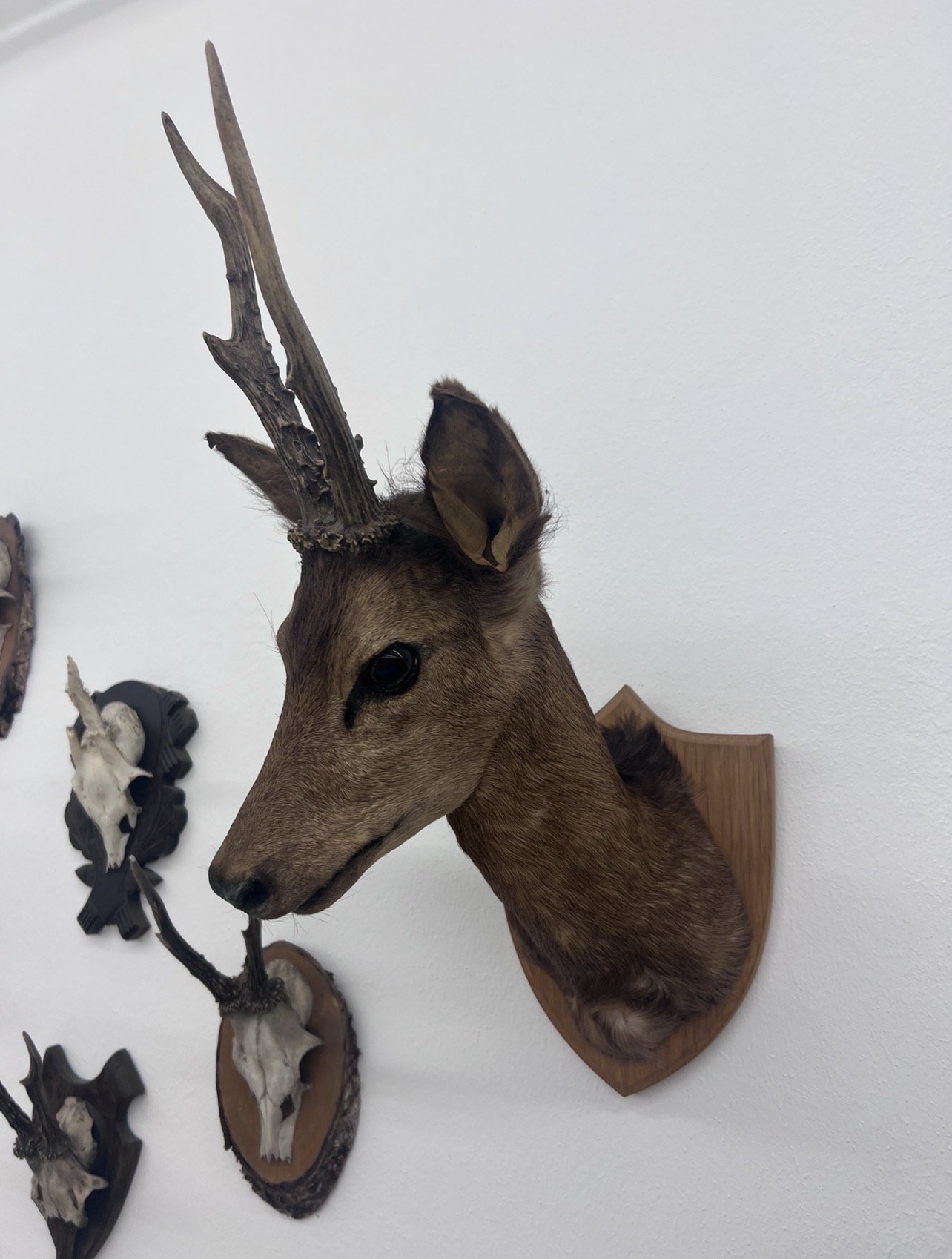 Präparate Sammlung – Bild 1