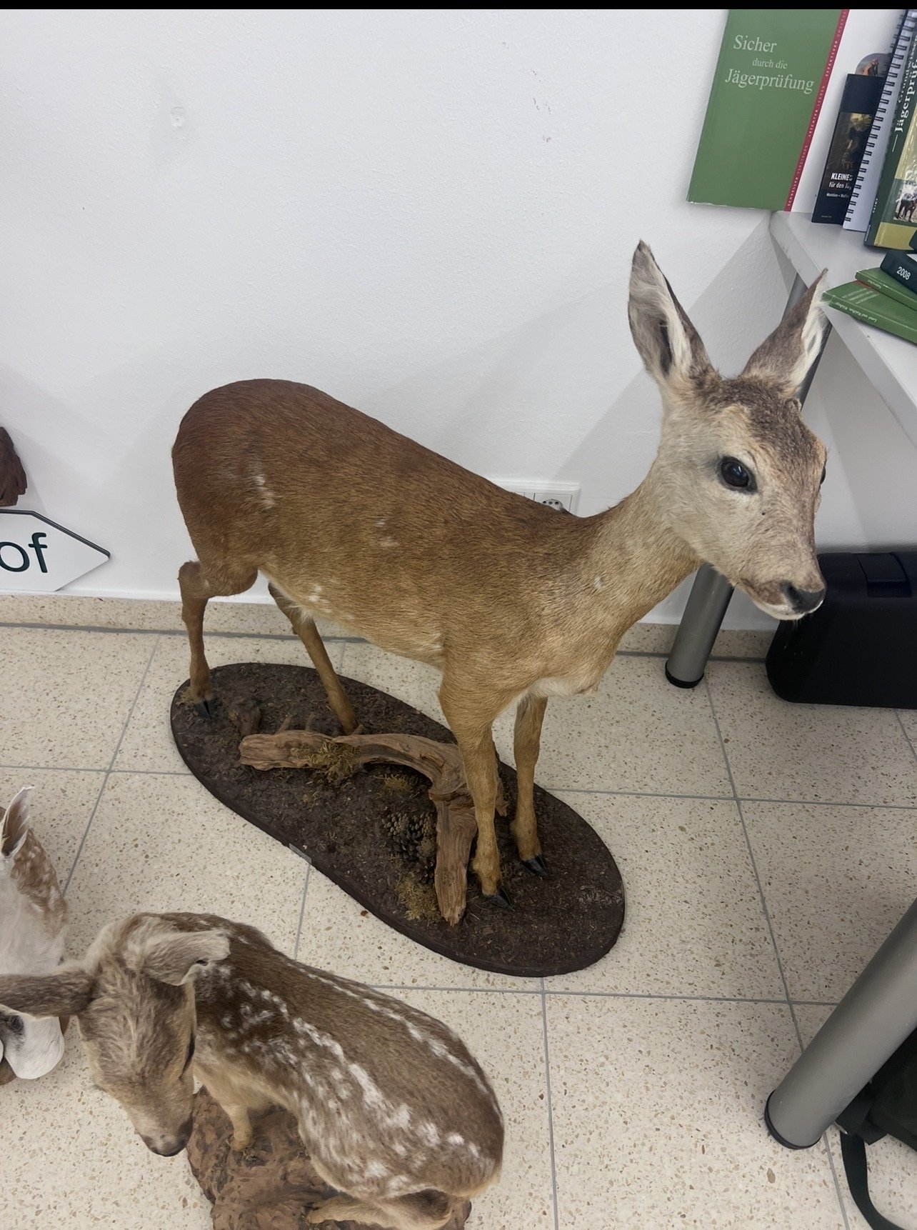 Präparate Sammlung – Bild 6