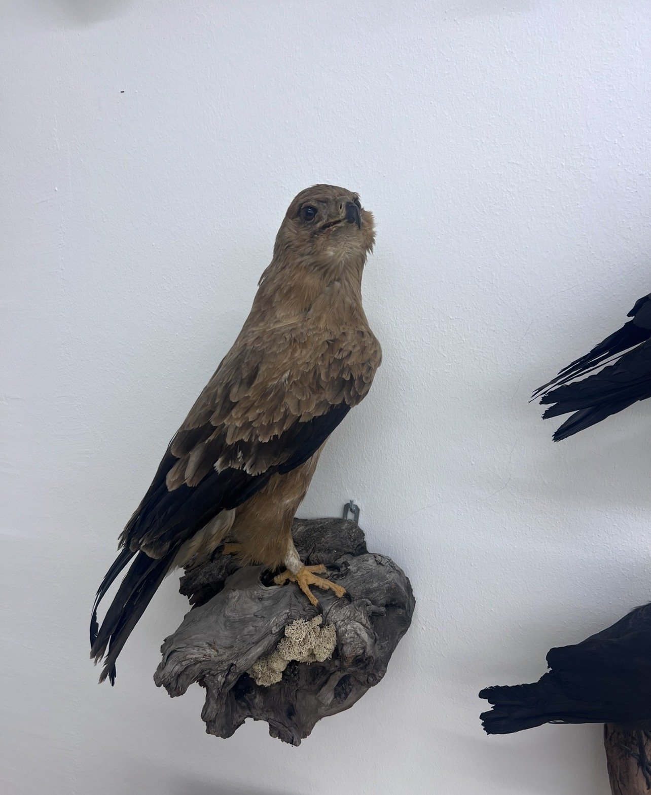 Präparate Sammlung – Bild 14