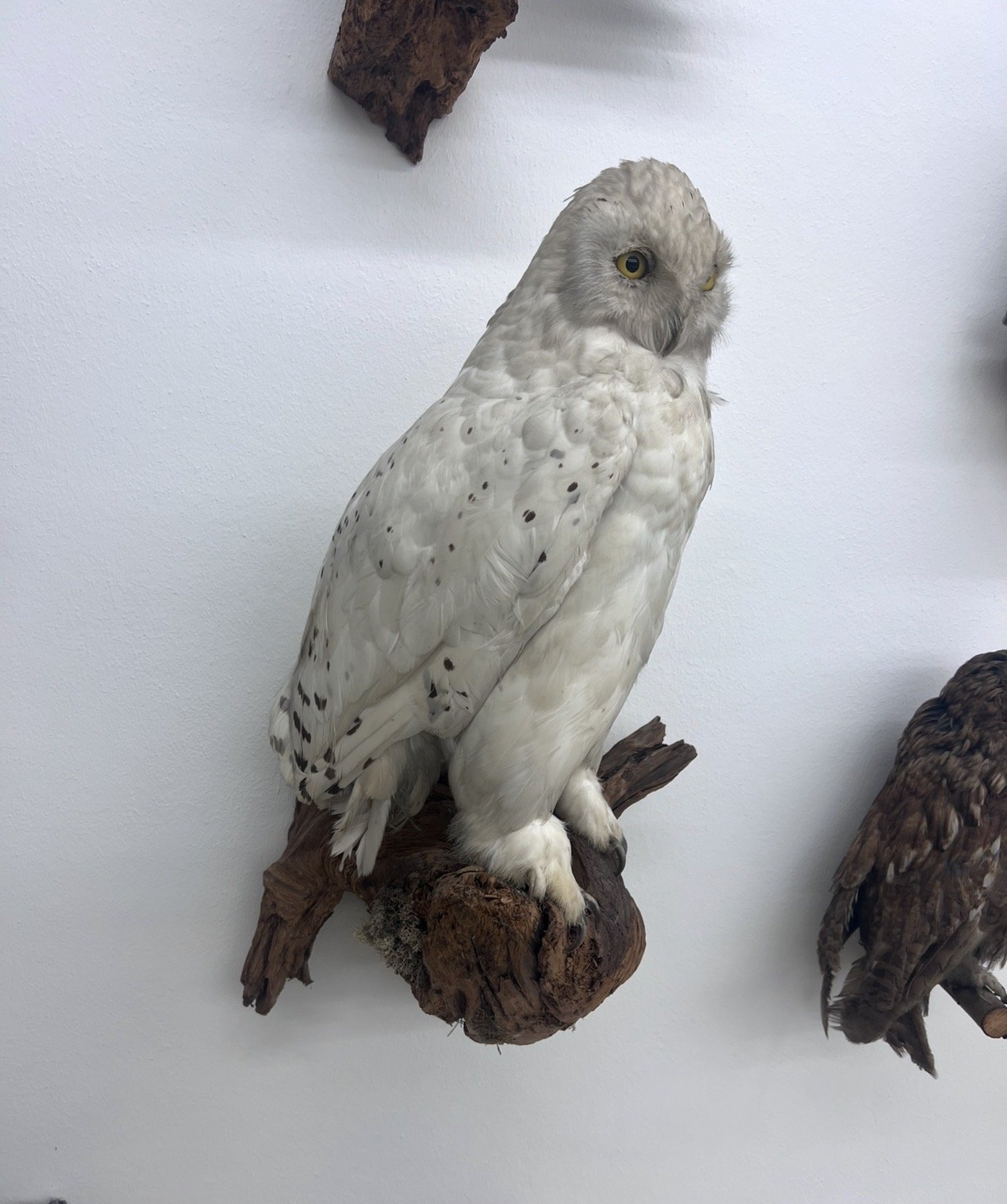 Präparate Sammlung – Bild 13