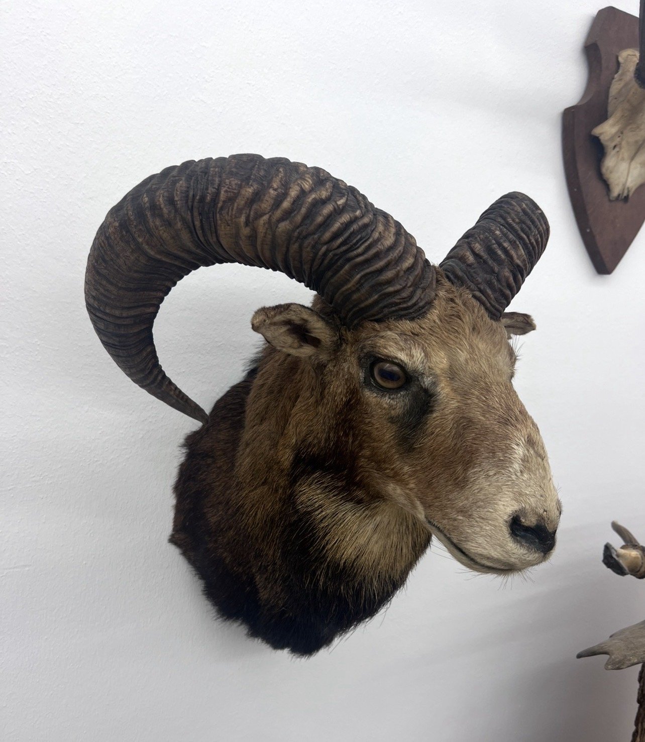 Präparate Sammlung – Bild 2