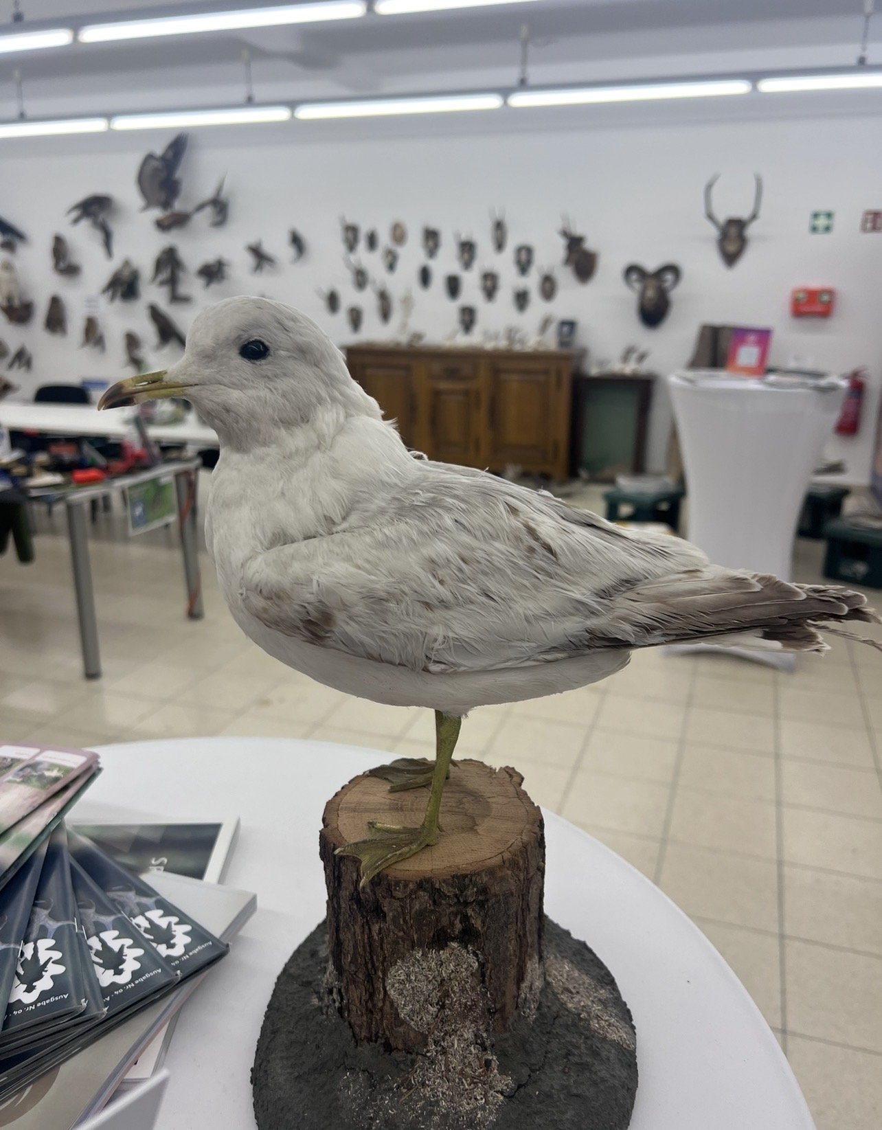 Präparate Sammlung – Bild 3