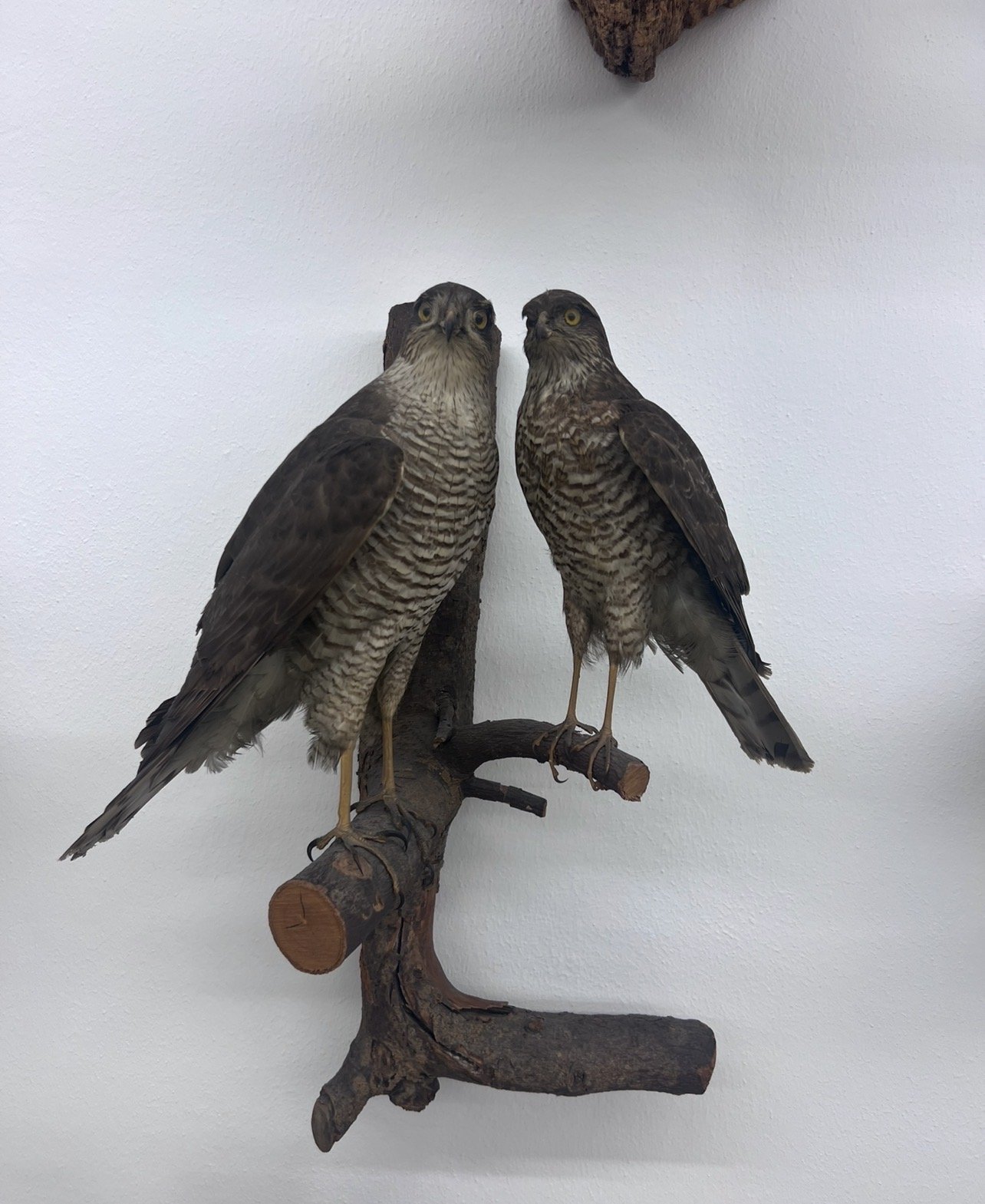 Präparate Sammlung – Bild 9