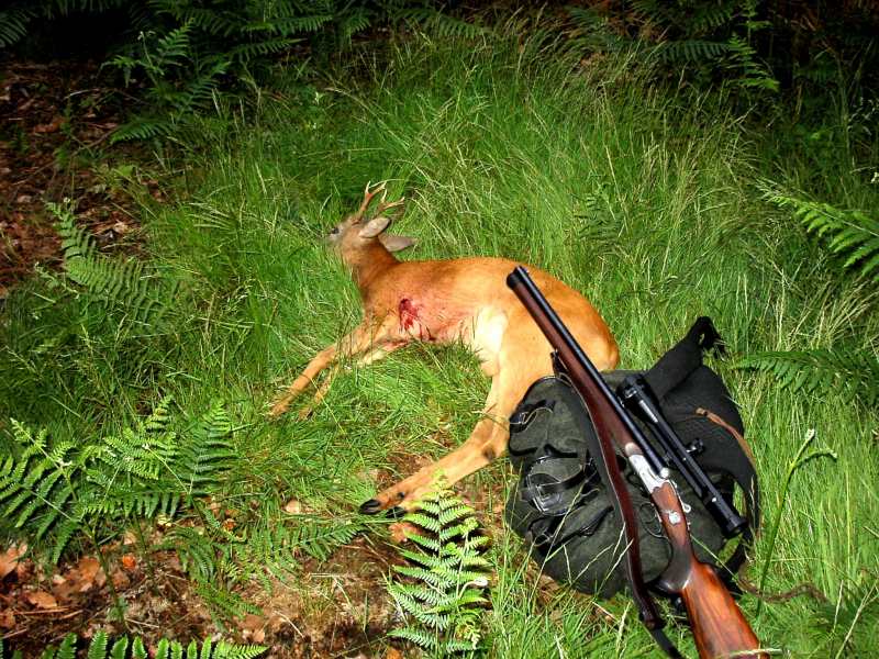 Fewo mit Jagdmöglichkeit im Westerwald 4 Übernachtungen 3 Zahlen ! !! – image 3