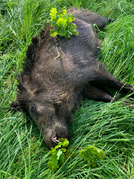 Fewo mit Jagdmöglichkeit im Westerwald 4 Übernachtungen 3 Zahlen ! !! – image 4