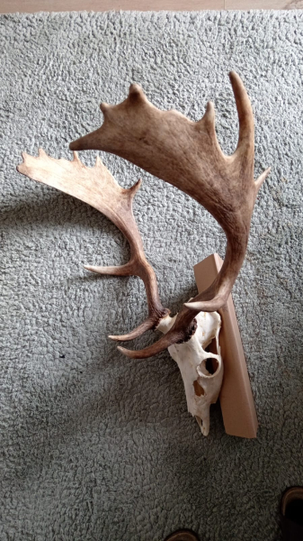 Trophäe Damhirsch – Bild 2