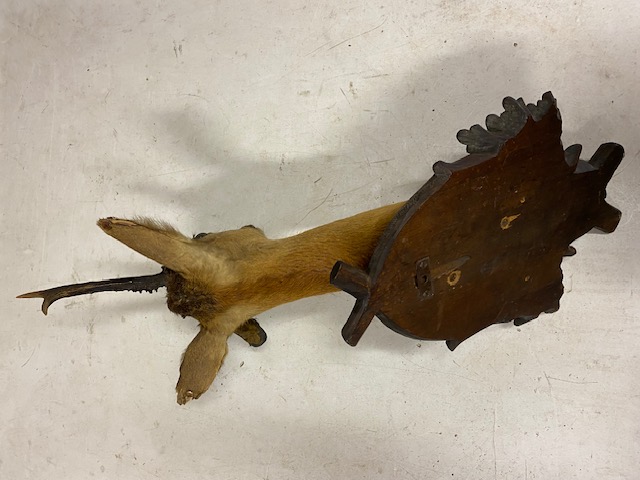 Jagd Reh Bock Trophäe Abnorm mit Brett 1927 Gablitz no Hirschfänger – Bild 3