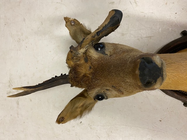 Jagd Reh Bock Trophäe Abnorm mit Brett 1927 Gablitz no Hirschfänger – Bild 2