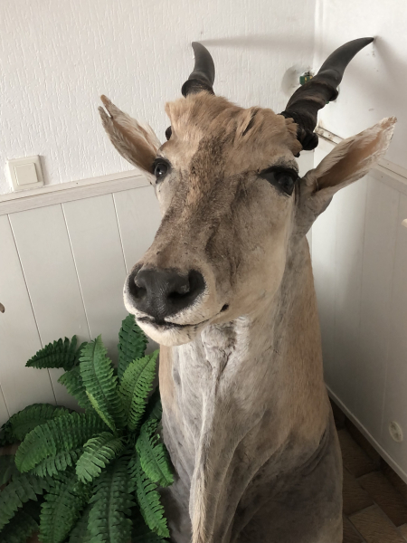 Große Elenantilope (Eland) Schultermontage – Imposante Afrika Trophäe (ca. 13 Jahre alt) – Bild 2