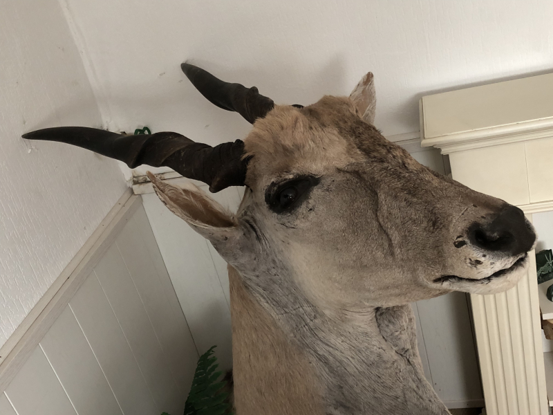 Große Elenantilope (Eland) Schultermontage – Imposante Afrika Trophäe (ca. 13 Jahre alt) – Bild 3