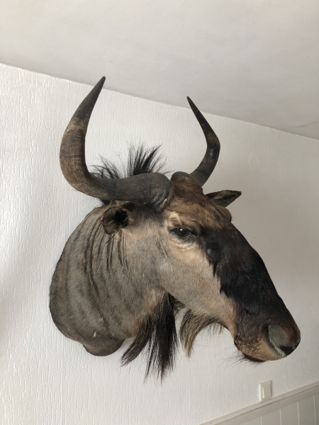 Kapiatles Streifengnu (Blue Wildebeest) Schultermontage – Top Afrika Trophäe – Bild 2