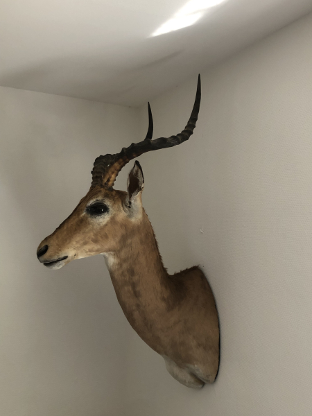 Eleganter Impala (Schwarzfersenantilope) Schultermontage – Top Afrika Trophäe (ca. 13 Jahre) – Bild 2