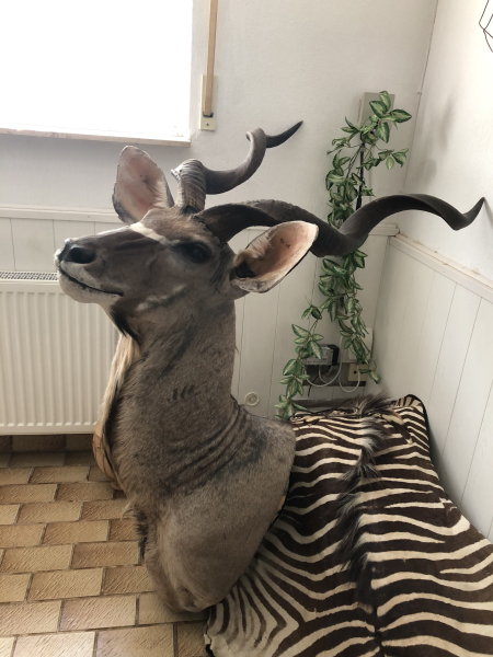Kapitaler Großer Kudu Schultermontage – Mächtige Afrika Trophäe – billede 2