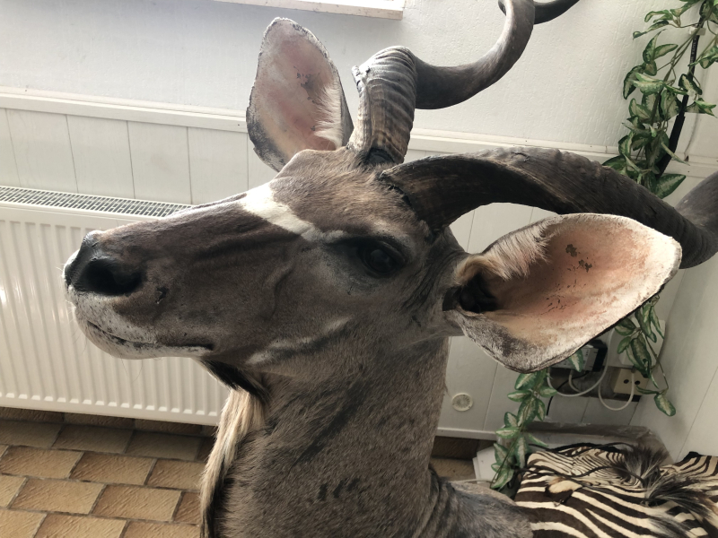 Kapitaler Großer Kudu Schultermontage – Mächtige Afrika Trophäe – billede 3