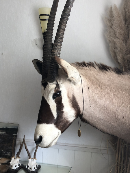 Prachtvoller Oryx (Spießbock) Schultermontage – Top Afrika Trophäe, hervorragender Zustand – Bild 2