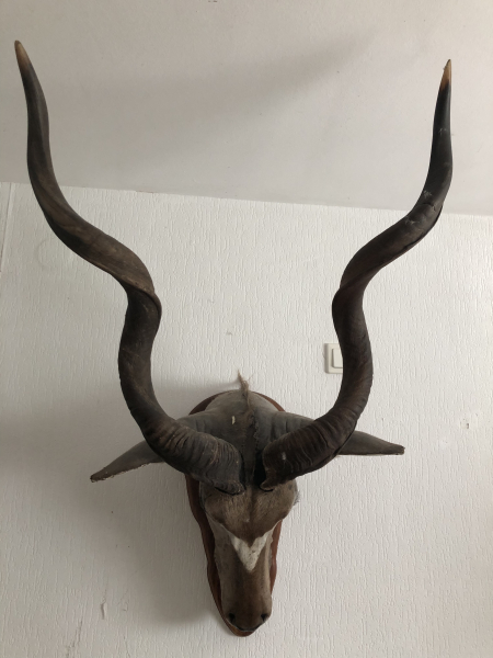 Kapitale Großer Kudu Kopfmontage auf Holzschild – Imposante Afrika Trophäe – immagine 2