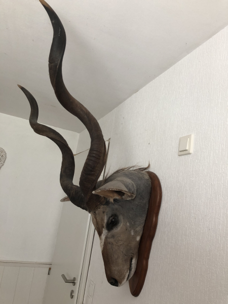Kapitale Großer Kudu Kopfmontage auf Holzschild – Imposante Afrika Trophäe – immagine 3