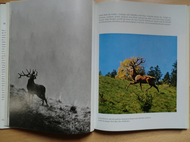 WILD IN WALD UND FELS – Bild 3
