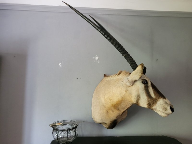 Starker Oryxbulle aus Südafrika – Bild 3