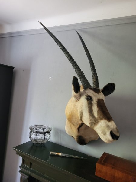 Starker Oryxbulle aus Südafrika – Bild 2