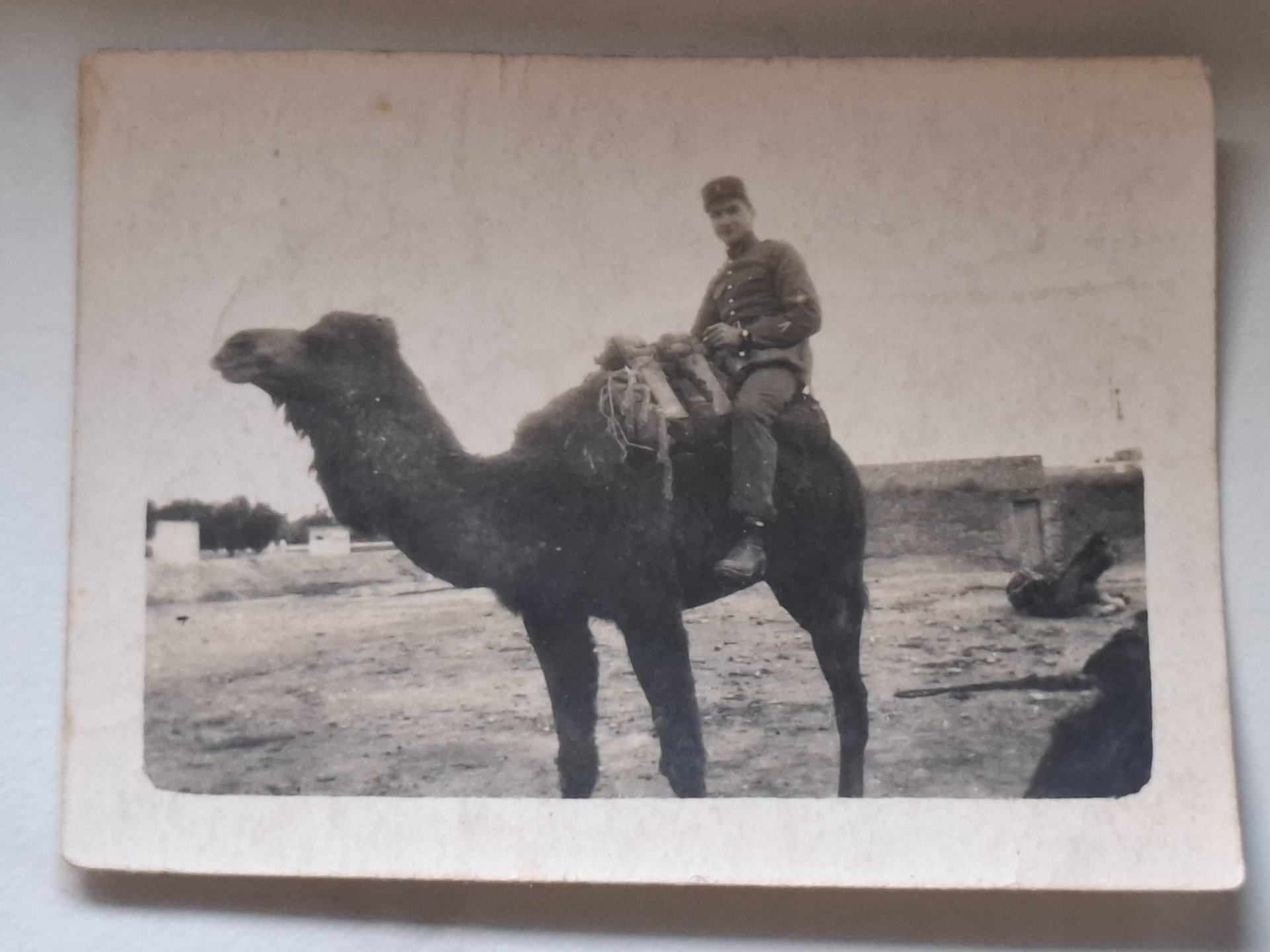 Lebel Bajonett Bayonett1886 bis 1915 + Foto – Bild 11
