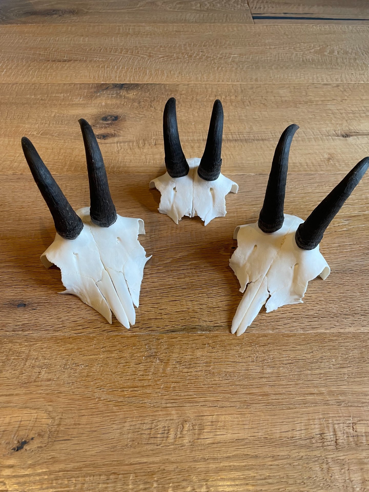 3 Gamskrucken aus letzter Jagdsaison – Bild 2