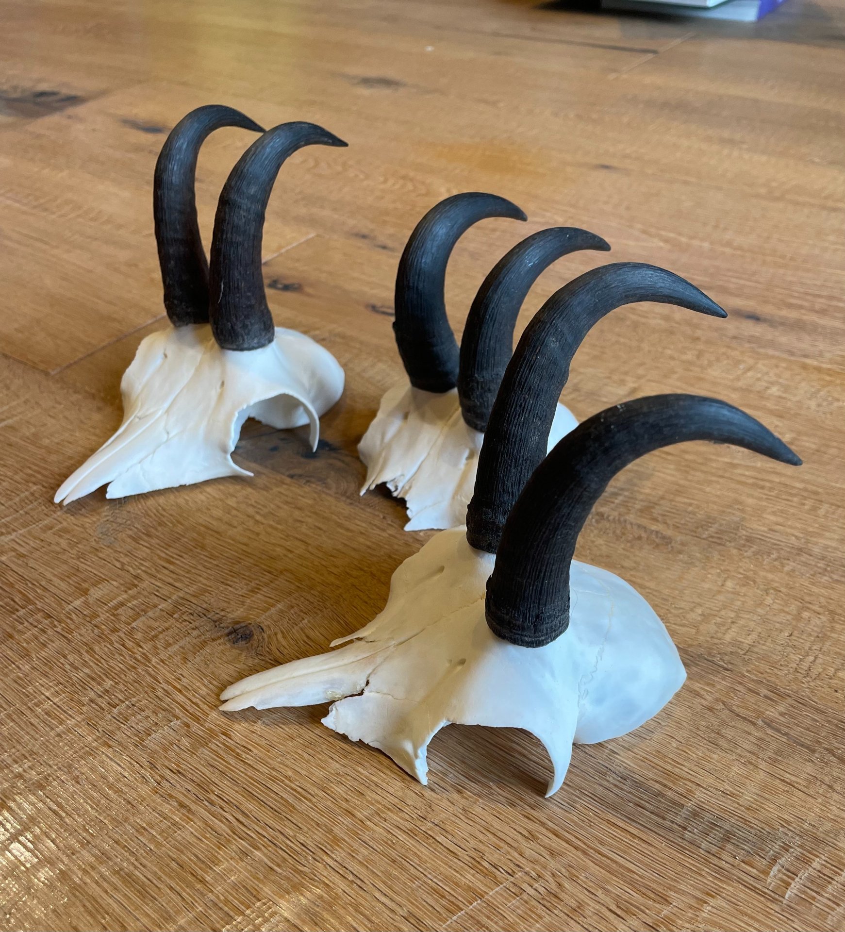 3 Gamskrucken aus letzter Jagdsaison – Bild 1