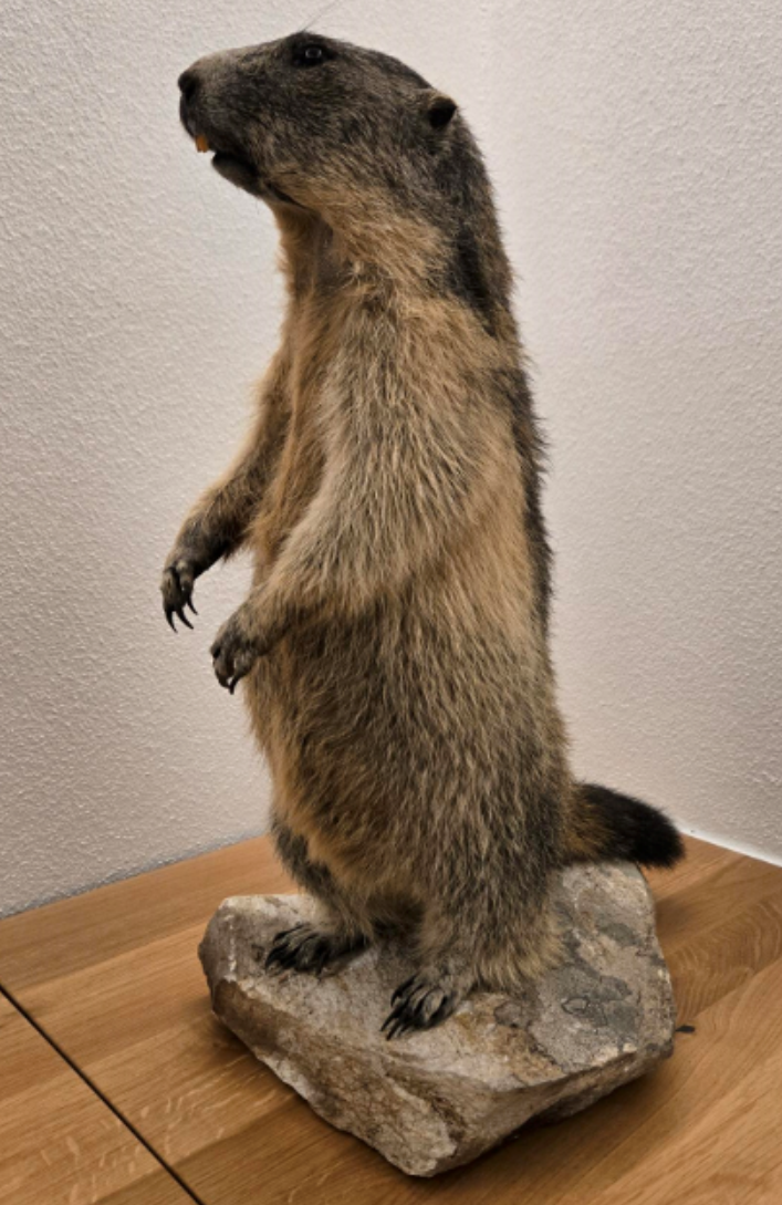 Murmel Trophäen Präparate Murmeltier – Bild 1