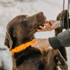 HP&G Hundehalsband 19mm Orange Versandkostenfrei 510860