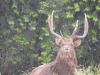 Gold-Medaillien Rusa-Hirschjagd auf Mauritius