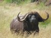 Jagd-Safari in SA inkl. Professional Hunters