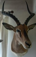 Black Face Impala-Schultermontage