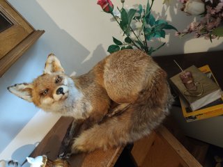 Fuchs Präparat aus Nachlass