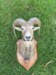 Muffelwidder Präparat / Schulterpräparat auf Holzschild – Jagdtrophäe