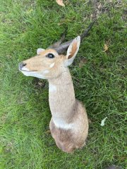 Afrikanische Antilope – Buschbock Schulterpräparat / Jagdtrophäe – schöne Hörner