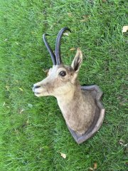 Gams / Gämse – Schulterpräparat auf Trophäenschild – Jagdtrophäe