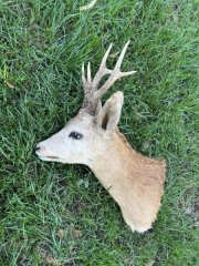 Rehbock Präparat – Schulterpräparat mit auffälligem Gehörn – Jagdtrophäe
