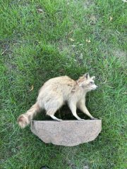 Waschbär Präparat – Ganzkörperpräparat / Tierpräparat – Jagd & Deko