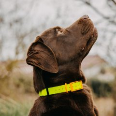 HP&G Hundehalsband 19mm Gelb Versandkostenfrei 510861